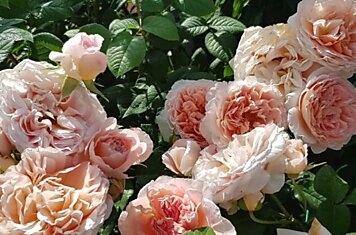 Грамотная обрезка роз после цветения