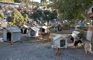 Город для собак в Кашиас-ду-Сул