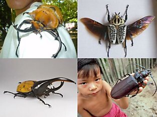 Гигантские жуки нашей планеты