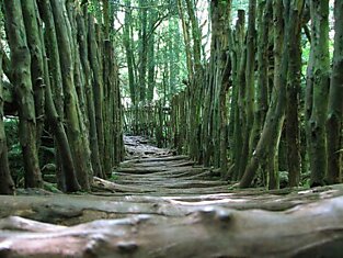 Сказочный лес Puzzlewood (20 фотографии)