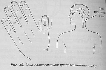 Использование внутренних лекарственных свойств растений для су-джок семянотерапии