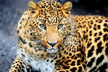 проблема вымирания леопардов