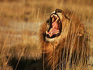 Рёв льва можно услышать на расстоянии 8 км