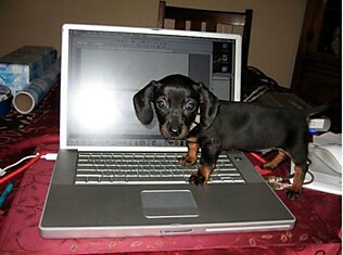 Собаки с ноутбуками