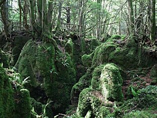 Puzzlewood - загадочный лес