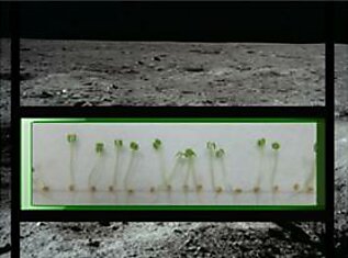 NASA планирует послать на Луну живые растения в 2015 году в рамках программы Lunar X Prize от Google