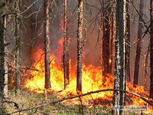 В Ханты-Мансийском округе уже второй месяц горят леса!