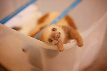 Новорожденный ленивец. :3