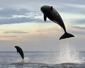 Не только дельфины выпрыгивают из воды