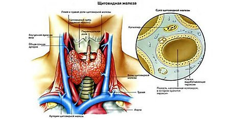 Каша для щитовидной железы: победи проблему и предотврати ее появление!