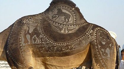 Необычное искусство стрижки верблюдов