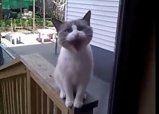 Недовольный кот разговаривает с хозяйкой (видео)