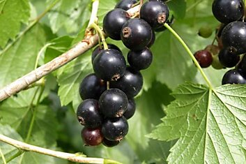 Ленивый агротехник рассказал, как вырастить черную смородину размером с виноградину
