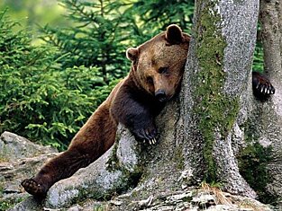 Во время зимней спячки сердце медведя на каждом выдохе останавливается на 15–20 сек.