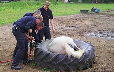 Пожарные спасли лошадь, застрявшую в тракторной шине в Ганновере.
