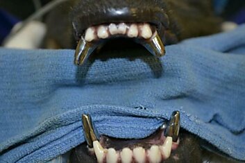 Полицейским собакам в Америке устанавливают такие креативные зубы из титана.