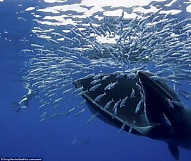 Обедающий кит едва не проглотил фотографа