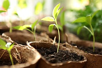 Мастерство выращивания зелени на подоконнике и как вырастить микрогрин