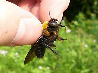 Японские пчёлы казнят шершней, «сваривая» их