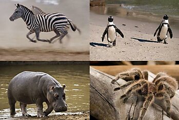 10 видов животных