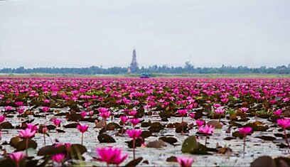 «Море красных лотосов» — удивительной красоты озеро в Таиланде