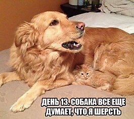 Из дневника котэ