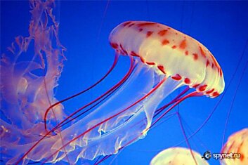 Красивые медузы (34 фото)
