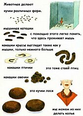 Маленькая книжка о какашках