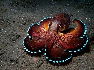 Octopus Caught While Kayak Fishing