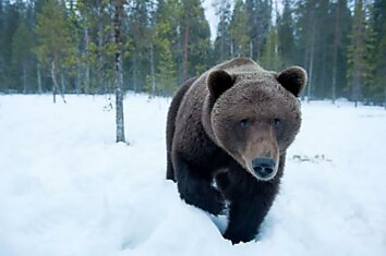 Фотограф запечатлил семейку медведей (19 фото)