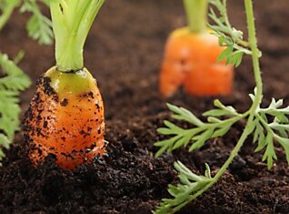 Секретный способ правильного посева моркови