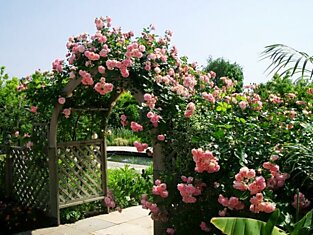 Как правильно выращивать плетистые розы