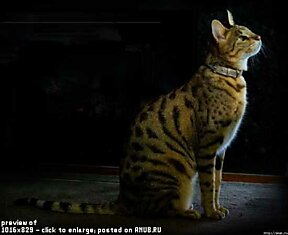 Ашера - самая большая домашняя кошка в мире