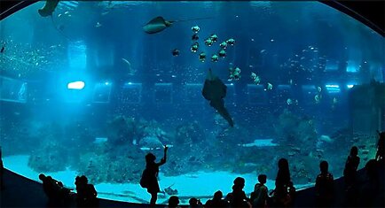 В Сингапуре открылся аквариум