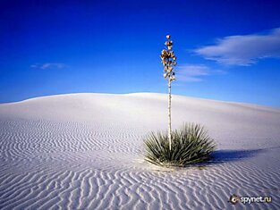 Красота пустынь (55 фото)