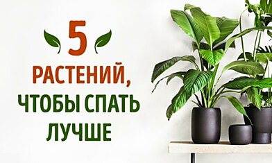 5 растений, которые помогут лучше спать