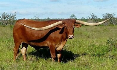 У техасского быка самые длинные рога в мире.