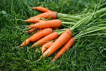 Как приготовить морковный суп