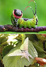 Бабочки и гусеници. До и после превращения. Часть 1