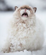 Котенька впервые увидел снег