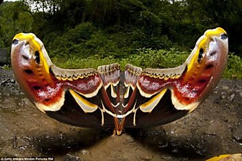 Бабочка в Гималаях