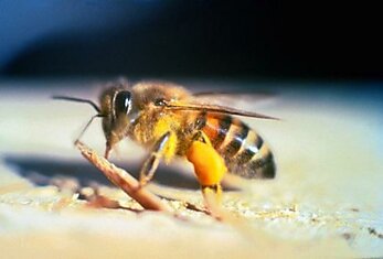 Тайские пчёлы любят питаться человеческими слезами