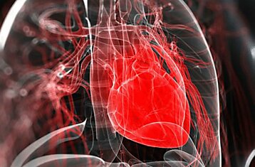 Стволовые клетки полезны для лечения сердца