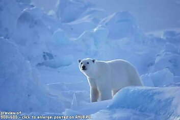 Фотограф Paul Nicklen