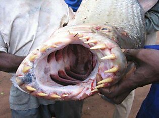 Вот такую вот рыбу словили в реке Конго