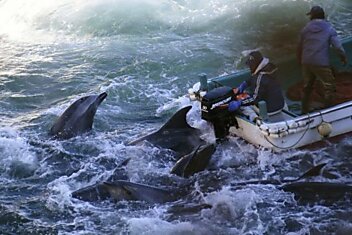 Японские рыбаки начали жестокую охоту на дельфинов