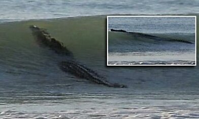 Гигантский крокодил-людоед терроризирует австралийские пляжи не хуже акул