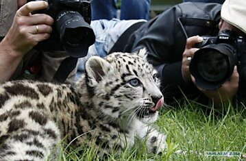 Киса - фотомодель