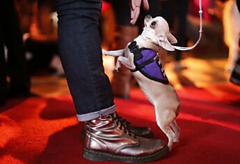 В Нью-Йорке открылась самая престижная в США выставка собак Westminster Kennel Club.
