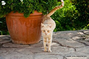 Кошачий монастырь Святого Николая